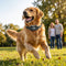 Pet Containment & Training
