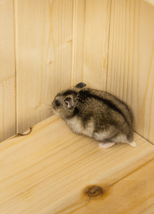 5-Tier Wooden Hamster Cage Mice Habitat Rat Habitat with Openable Top, Front Door and Storage Shelf