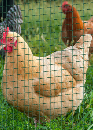 PVC Coated Steel Chicken Rabbit Mesh Fencing Wire Garden Galvanized Fence Border