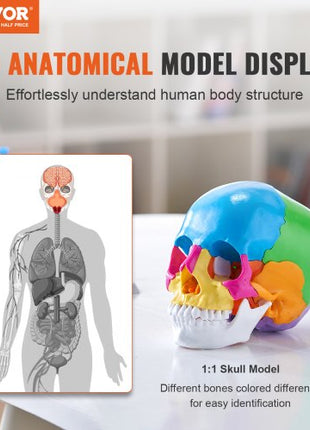 Human Skull Model, 22 Parts Human Skull Anatomy, Life-Size Painted Anatomy Skull Model, PVC Anatomical Skull, Detachable Learning Skull Model, for Professional Teaching, Researching and Learning