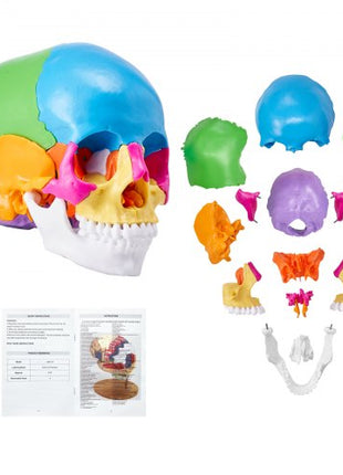 Human Skull Model, 22 Parts Human Skull Anatomy, Life-Size Painted Anatomy Skull Model, PVC Anatomical Skull, Detachable Learning Skull Model, for Professional Teaching, Researching and Learning
