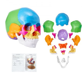 Human Skull Model, 22 Parts Human Skull Anatomy, Life-Size Painted Anatomy Skull Model, PVC Anatomical Skull, Detachable Learning Skull Model, for Professional Teaching, Researching and Learning