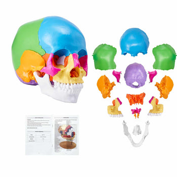 Human Skull Model, 22 Parts Human Skull Anatomy, Life-Size Painted Anatomy Skull Model, PVC Anatomical Skull, Detachable Learning Skull Model, for Professional Teaching, Researching and Learning