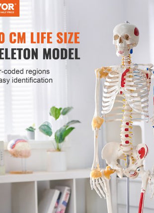 Human Skeleton Model for Anatomy, 71.65" Life Size, Accurate PVC Anatomy Skeleton Model with Ligaments, Movable Arms, Legs & Jaw, with Muscle Origin & Insertion Points, for Professional Teaching