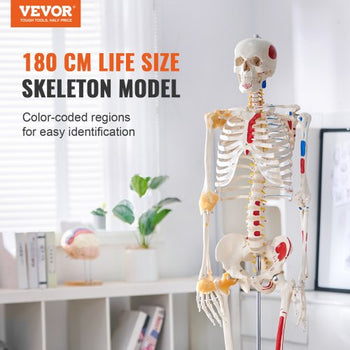 Human Skeleton Model for Anatomy, 71.65" Life Size, Accurate PVC Anatomy Skeleton Model with Ligaments, Movable Arms, Legs & Jaw, with Muscle Origin & Insertion Points, for Professional Teaching