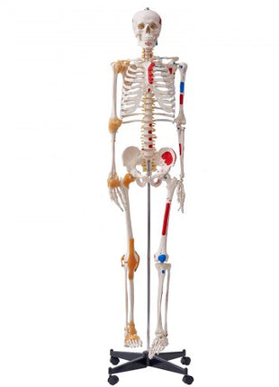 Human Skeleton Model for Anatomy, 71.65" Life Size, Accurate PVC Anatomy Skeleton Model with Ligaments, Movable Arms, Legs & Jaw, with Muscle Origin & Insertion Points, for Professional Teaching