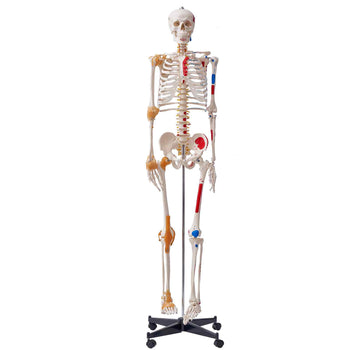 Human Skeleton Model for Anatomy, 71.65" Life Size, Accurate PVC Anatomy Skeleton Model with Ligaments, Movable Arms, Legs & Jaw, with Muscle Origin & Insertion Points, for Professional Teaching