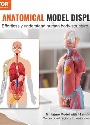 Human Body Model, 23 Parts 18 inch, Human Torso Anatomy Model Unisex Anatomical Skeleton Model with Removable Organs, Educational Teaching Tool for Students Science Learning Education Display