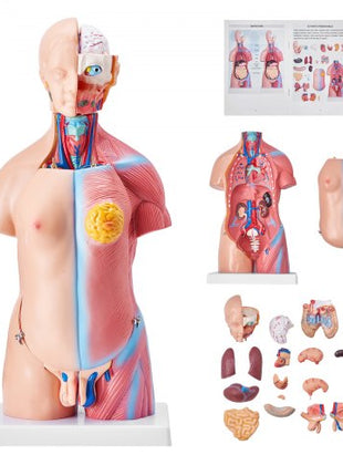 Human Body Model, 23 Parts 18 inch, Human Torso Anatomy Model Unisex Anatomical Skeleton Model with Removable Organs, Educational Teaching Tool for Students Science Learning Education Display