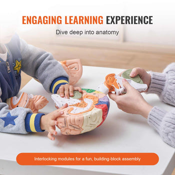 Human Brain Model Anatomy, 2X Life-Size 4-Part Human Brain Anatomical Model with Labels & Display Base, Color-Coded Detachable Brain Model for Science Research Teaching Learning Study Display
