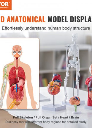 Human Anatomy Models Bundle Set, Brain, Human Torso Body, Heart, Skeleton Model Set of 4, Hands-on 3D Model Study Tools Teaching Models for Physiology Students or as Educational Kit for Kids