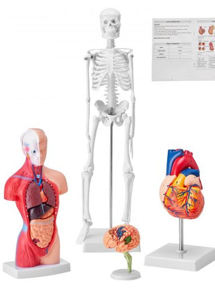 Human Anatomy Models Bundle Set, Brain, Human Torso Body, Heart, Skeleton Model Set of 4, Hands-on 3D Model Study Tools Teaching Models for Physiology Students or as Educational Kit for Kids