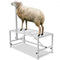  Livestock Feeders & Waterers