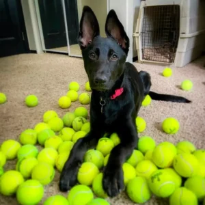 100 Used Tennis Balls - LOW COST DOG BALLS
