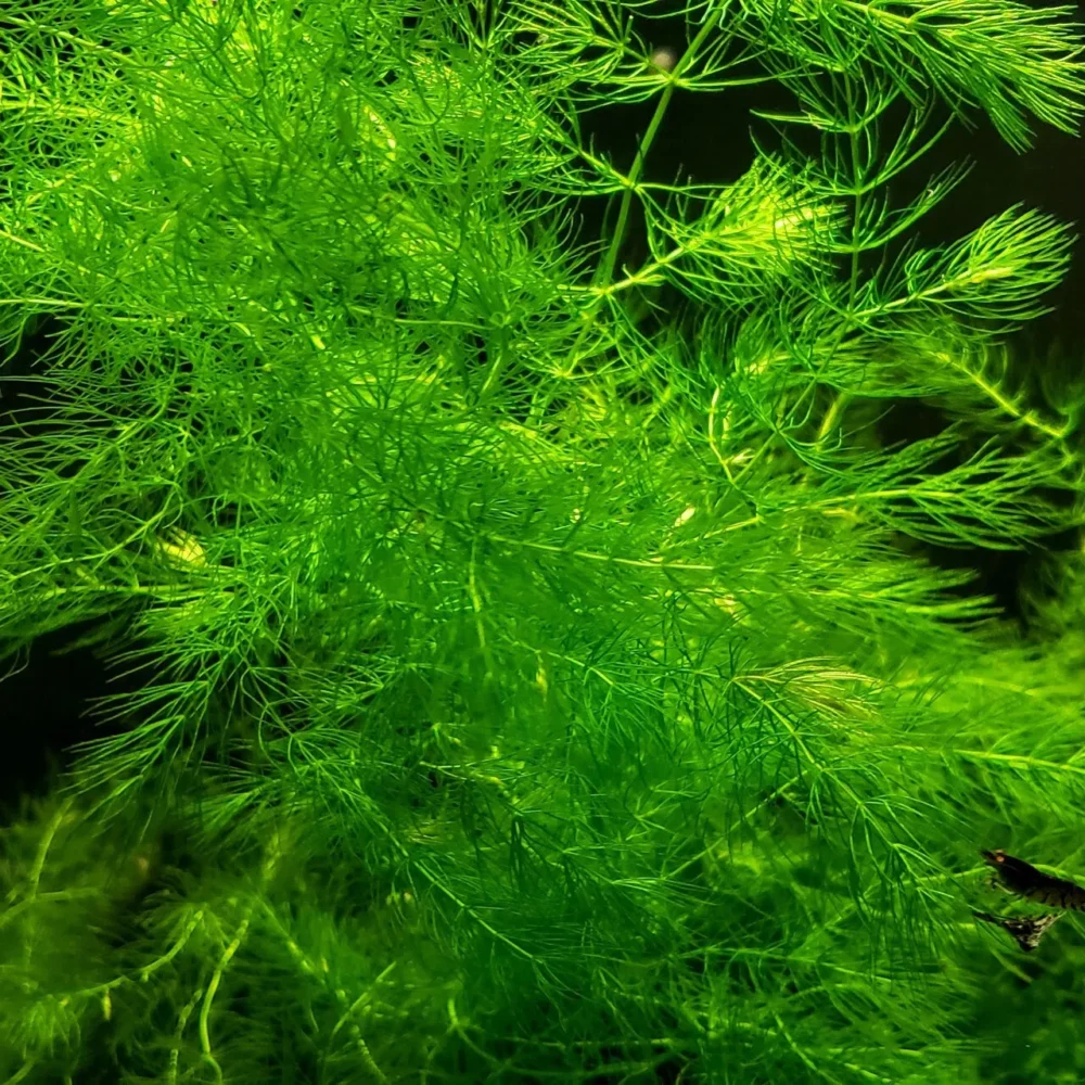 Hornwort Aquatic Plant Aquarium Plants - Image 2