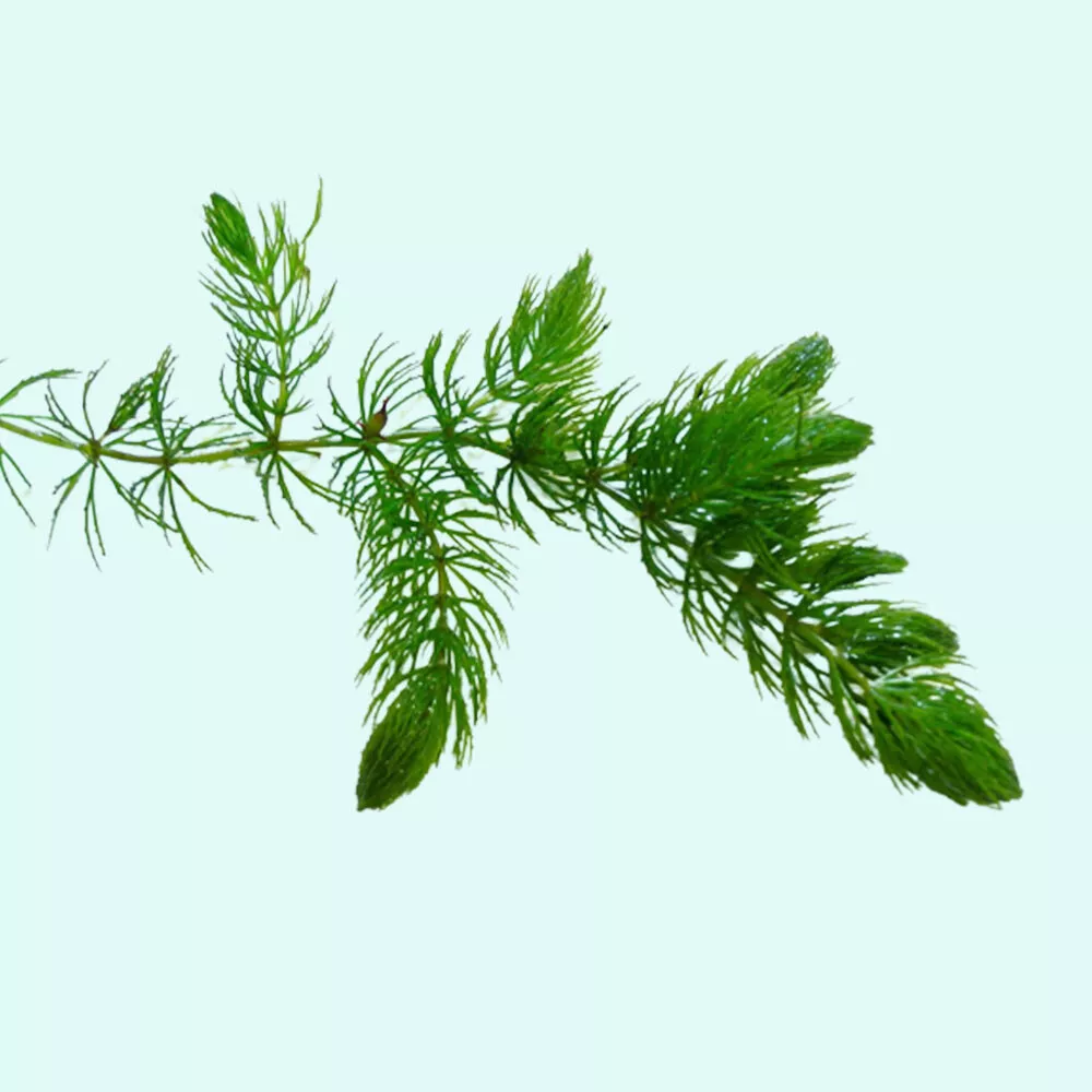 Hornwort Aquatic Plant Aquarium Plants - Image 6