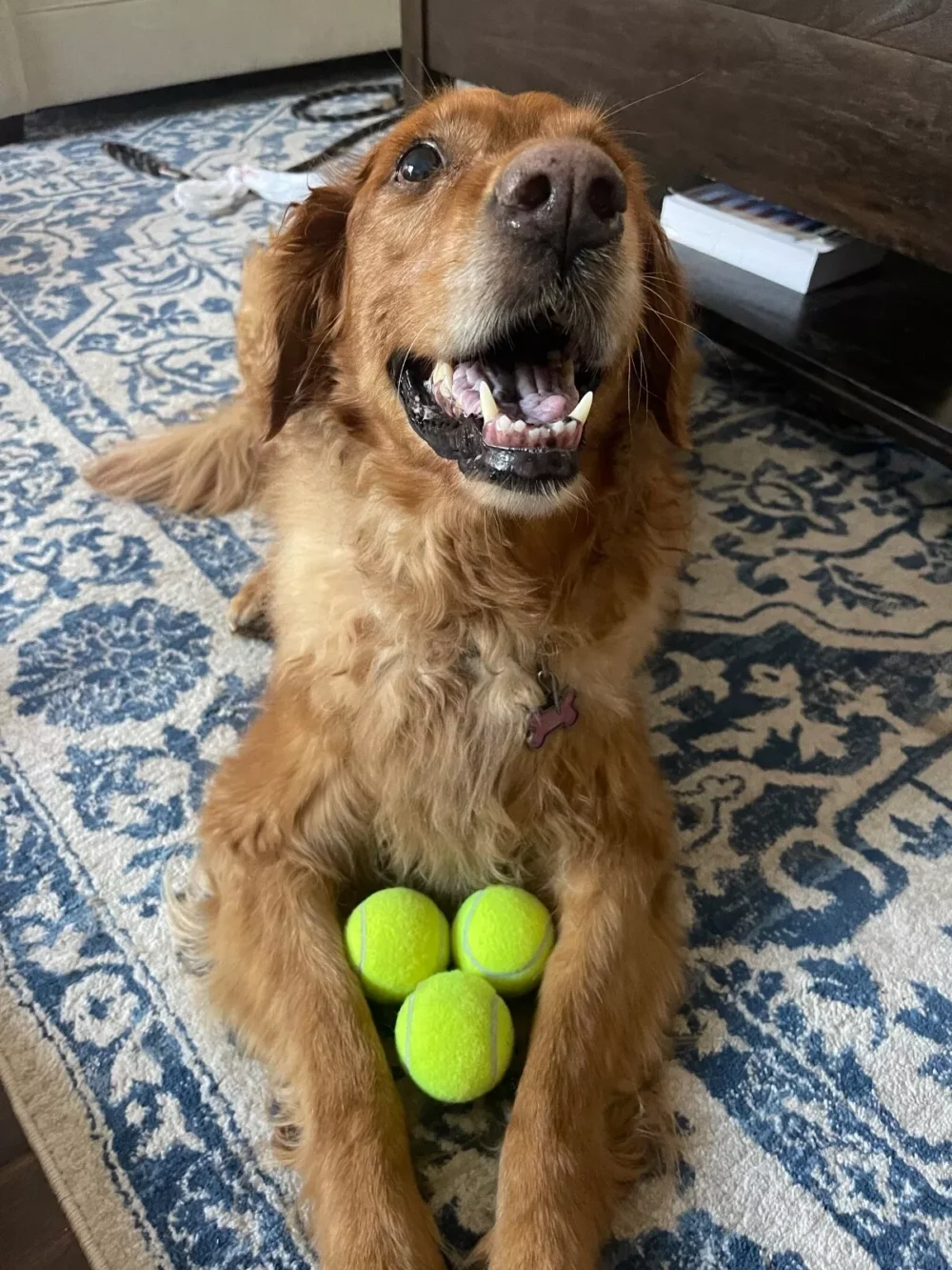 100 Used Tennis Balls - LOW COST DOG BALLS - Image 4