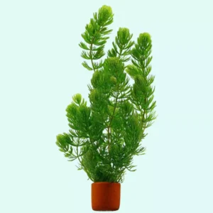 Hornwort Aquatic Plant Aquarium Plants