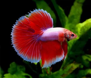 PREMIUM TROPICAL FISH FLAKE FOOD