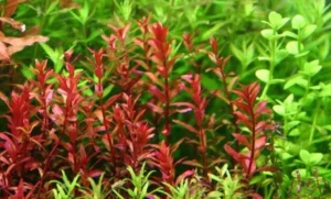 Rotala Rotundifolia RED Live Aquarium Plant Aquatic Plant
