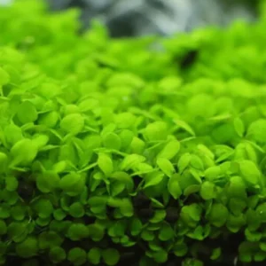 5g Aquarium Plant Seeds Fish Tank Aquatic Water Grass